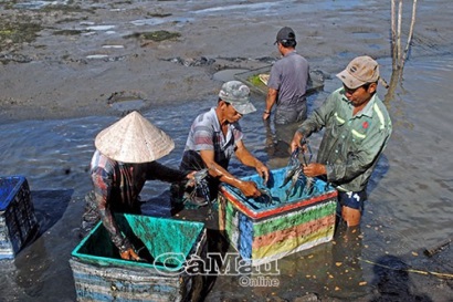 Tôm càng xanh vào vụ thu hoạch