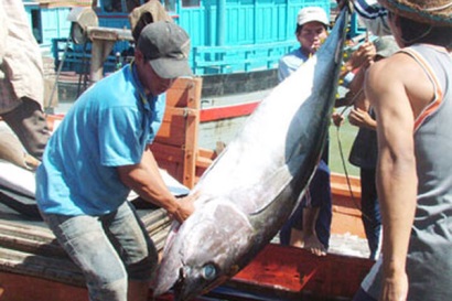 Giải pháp đưa nghề câu cá ngừ đại dương phát triển bền vững