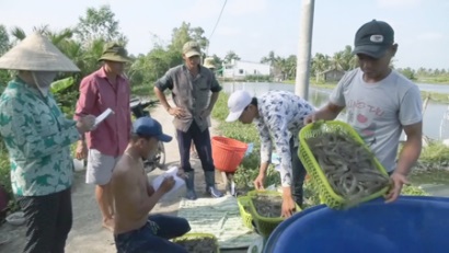 Mỹ Xuyên (Sóc Trăng) Thu hoạch được gần 13.000 ha thủy sản năm 2018