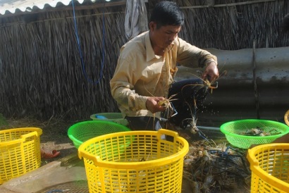 Tôm càng xanh được mùa kép, nông dân Cà Mau có lãi