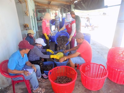 Giá tôm thẻ chân trắng tăng 20.000 đkg