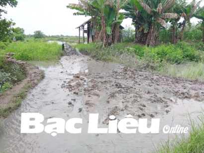 Bạc Liêu Cải tạo ao nuôi tôm phải gắn với bảo vệ môi trường