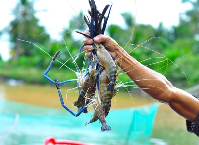 Tôm càng xanh Trà Cổ vào vụ thu hoạch