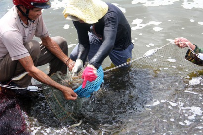 Giá tôm cỡ lớn ở ĐBSCL tăng mạnh