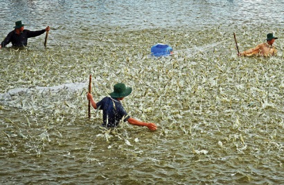 Tăng cường nuôi tôm nước lợ các tháng cuối năm 2018