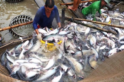 Cá tra đang rộng “đường bơi”