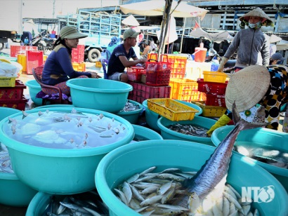 Ninh Thuận Khai thác hải sản bước vào vụ Bấc