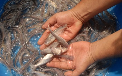 Nam Việt (ANV) thành lập công ty con về Nuôi trồng Thủy sản có VĐL 540 tỷ đồng