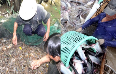 Giá tôm, cá tra sẽ duy trì đà tăng tới cuối năm vì nhu cầu lớn