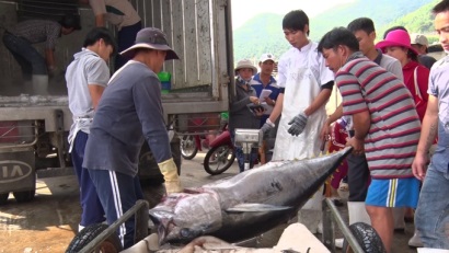 Nhiều tàu cá ở Khánh Hòa nằm bờ do thua lỗ