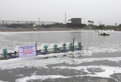 Thái Bình Hiệu quả từ mô hình nuôi tôm thẻ chân trắng trong vùng nước nhiễm mặn