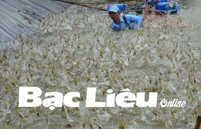 Những giải pháp giảm giá thành sản phẩm trong nuôi tôm