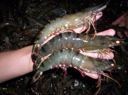 Bình Định Giá tôm sú tăng mạnh