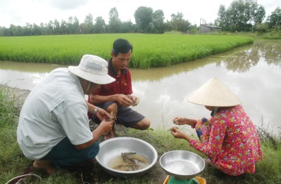 Bạc Liêu Mô hình luân canh tôm – lúa thích ứng với biến đổi khí hậu