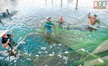 Hiệu quả nuôi tôm thẻ chân trắng công nghệ cao