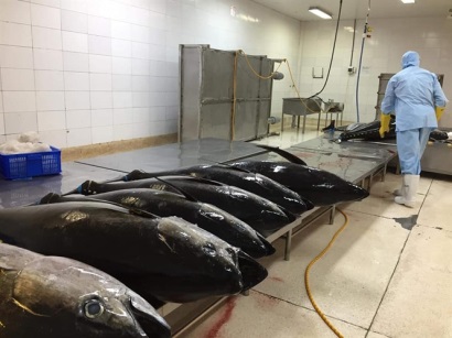 Khánh Hòa phấn đấu kim ngạch xuất khẩu thủy sản đạt 575 triệu USD