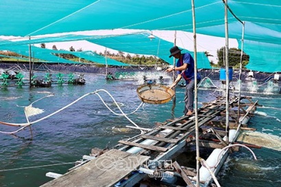 Tăng cường quản lý nuôi tôm siêu thâm canh