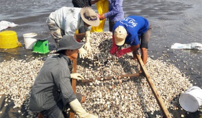 Tập huấn sản xuất giống nghêu