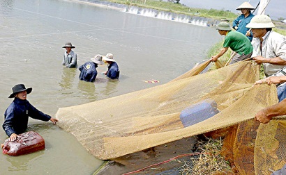 Nuôi tôm theo phương pháp sinh học, công nghệ cao Giảm chi phí, tăng hiệu quả