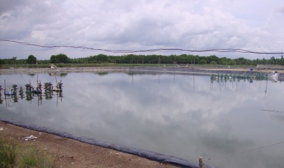 Bạc Liêu Ngành tôm chiếm 42% GRDP toàn tỉnh