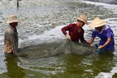 Tôm nước lợ bứt phá ngoạn mục, được mùa xuất khẩu