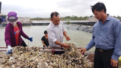 Kim Trung (Kim Sơn, Ninh Bình) Xây dựng thương hiệu hàu giống