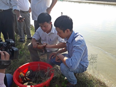 Nuôi kết hợp tôm thẻ chân trắng - cá đối mục và cua Hướng đi mới cho các vùng nuôi tôm thường xuyên bị dịch bệnh