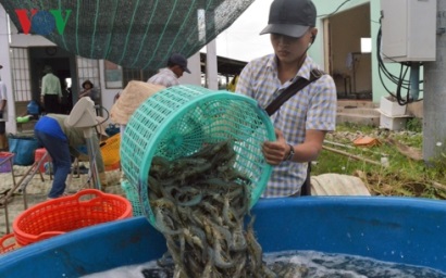 Giá tôm tăng cao, người nuôi phấn khởi đầu tư