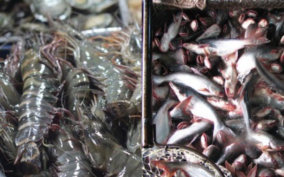 Quy định đối tượng thủy sản nuôi chủ lực