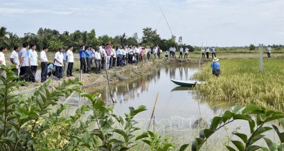 Tham quan mô hình lúa – tôm hữu cơ