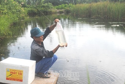 Nhộn nhịp tôm đầu vụ