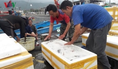 Bình Định tập trung khắc phục “thẻ vàng” thủy sản của Uỷ ban Châu Âu