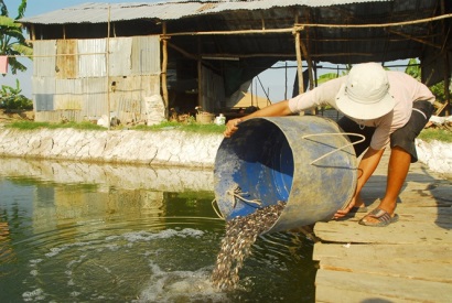 Ồ ạt tăng diện tích nuôi cá tra giống