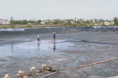 Sóc Trăng Thời tiết hiện nay không thích hợp để tiếp tục thả giống nuôi tôm nước lợ