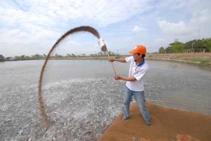 Cá tra, basa từ chợ quê đi ra thế giới