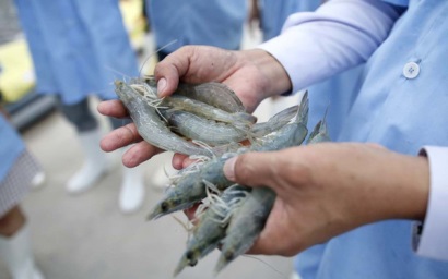 Đưa vào sử dụng khu nuôi tôm giống bố mẹ công nghệ cao ở Ninh Thuận