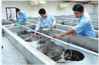 Công bố nhãn hiệu tôm giống Ninh Thuận