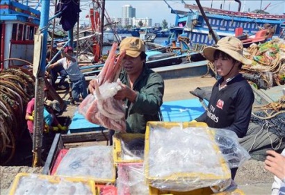 Đà Nẵng ban hành chính sách mới hỗ trợ ngư dân khai thác thủy sản xa bờ