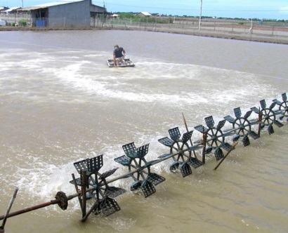 Năm 2018 Tổng sản lượng thuỷ sản ước đạt 550.000 tấn