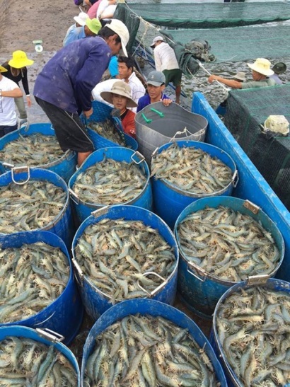 Tăng giá thức ăn nuôi tôm Chỉ dấu bất thường!