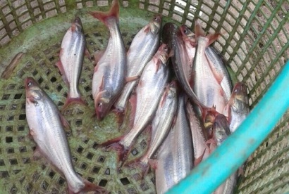 Sản xuất cá tra giống ở Đồng Tháp vẫn gặp khó khăn