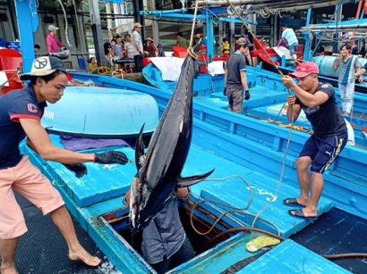 Ngư dân Khánh Hòa có tiền sắm tết nhờ được mùa cá ngừ