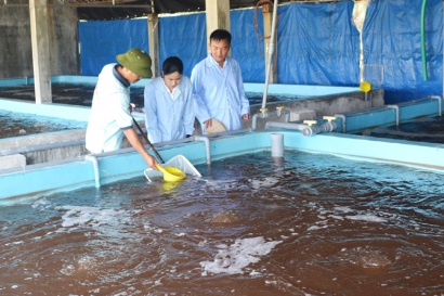 Triển khai nhiều giải pháp quản lý tôm giống