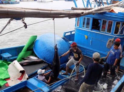 Ngư dân Nam Trung Bộ với niềm vui trúng mùa, được giá cá ngừ