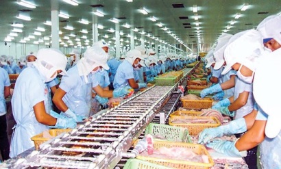 Cá tra trở lại thời hoàng kim