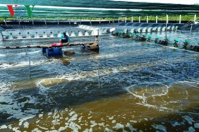Khát vọng làm giàu từ con tôm vùng bán đảo Cà Mau