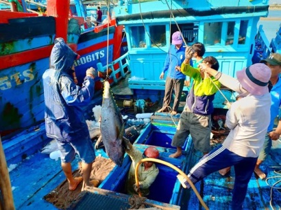 Nhiều tàu Phú Yên đánh bắt cá ngừ xuyên tết trúng lộc biển đầu năm