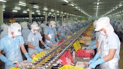 Người nuôi cá tra ăn tết khỏe nhờ lãi lớn