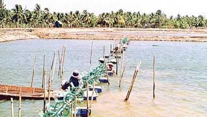 Sóc Trăng sẽ hạn chế thiệt hại về tôm nuôi nước lợ