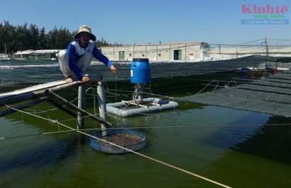 Quảng Nam Nuôi tôm ứng dụng công nghệ cao đầu tiên trên cả nước